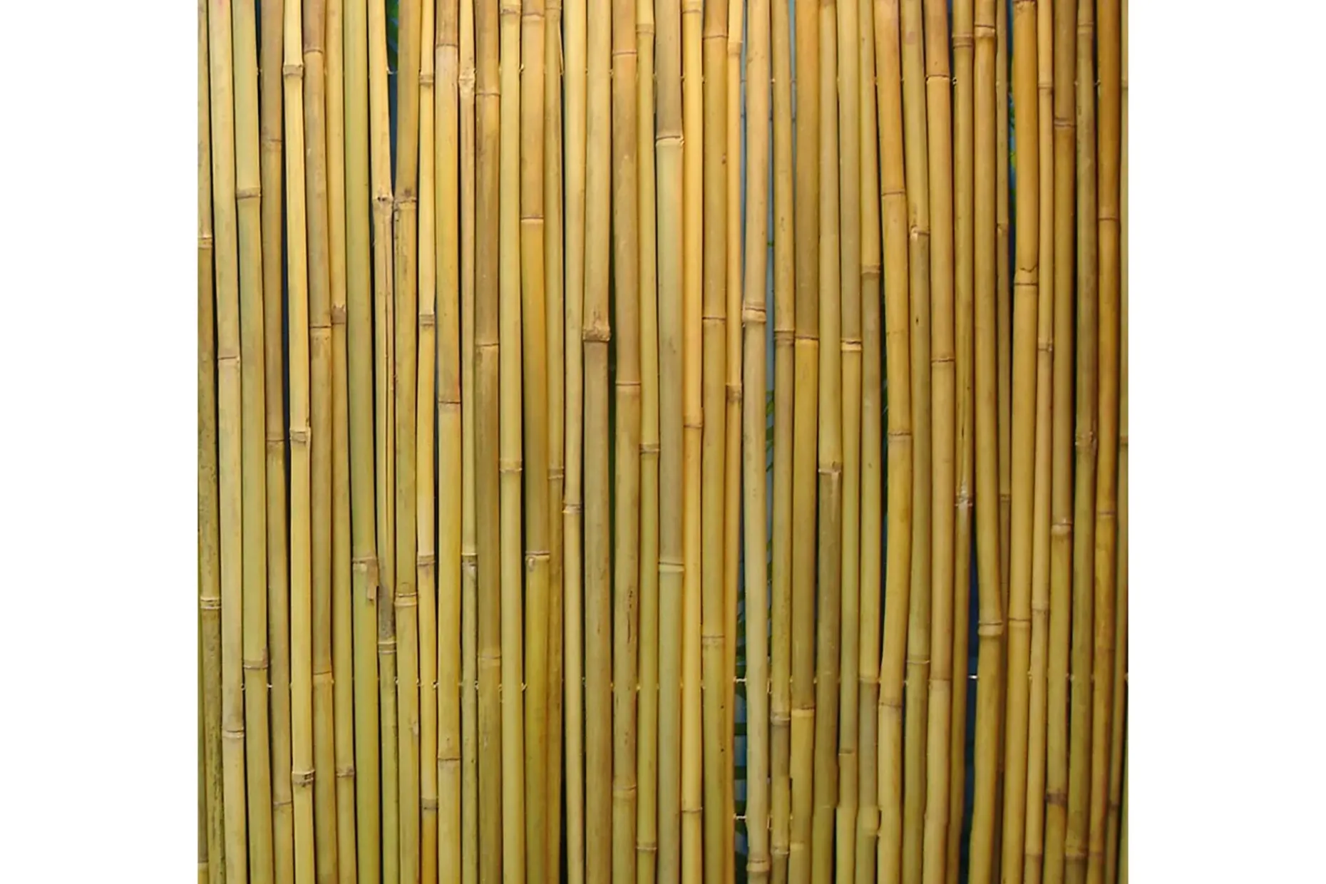 Bambusgjerde til hage 15x3m