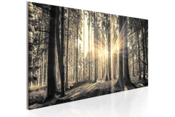 Bilde Forest Sun 150x50