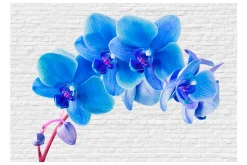 Fototapet Blue Excitation 350x245