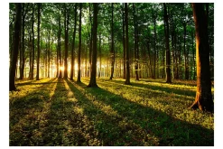Fototapet Spring Morning In The Forest 400x280