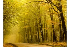 Fototapet Vei Høst Skogen 350x270