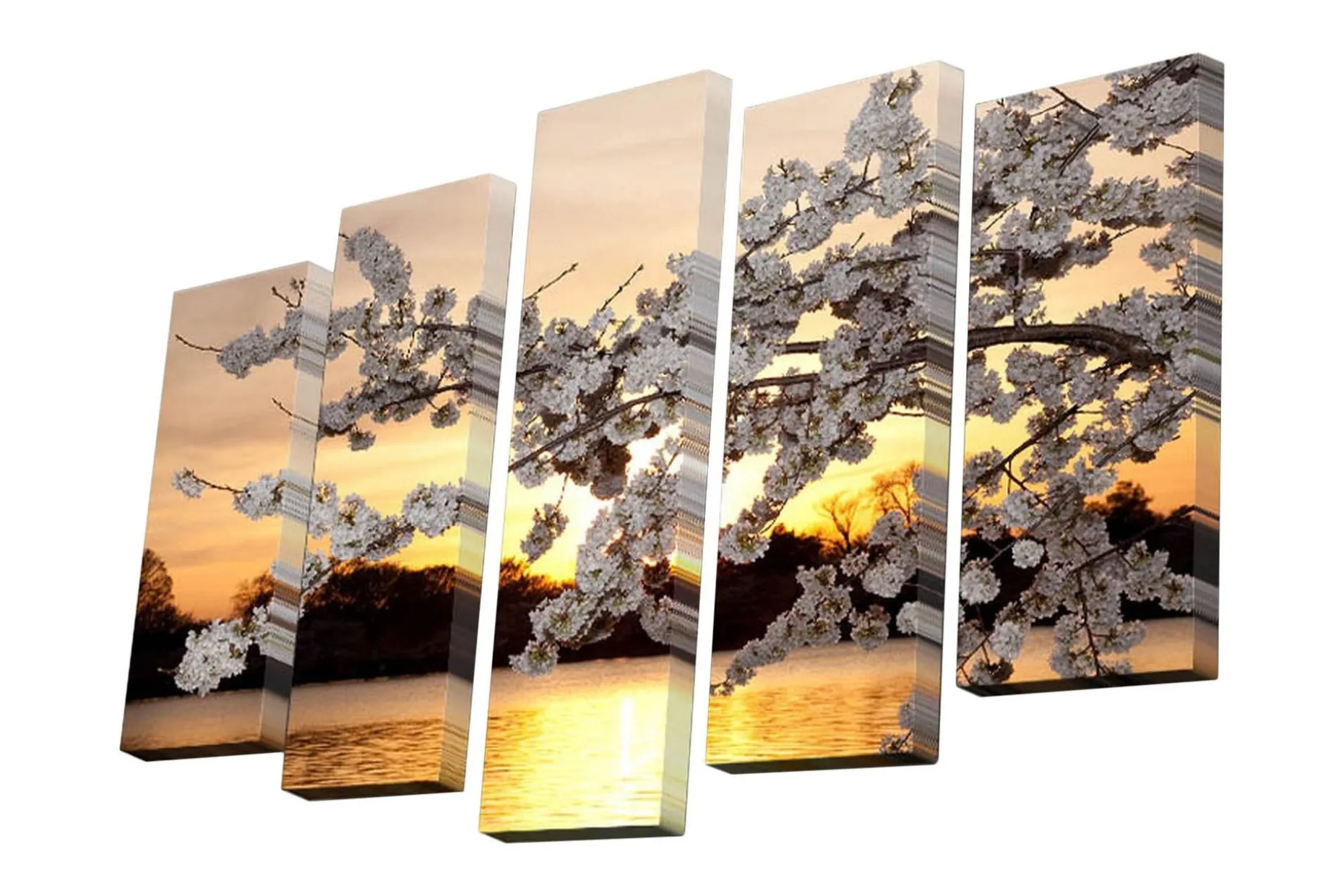Lerretsbilde i 5 deler 82x50 cm - Vakker kirsebærblomst ved solnedgang