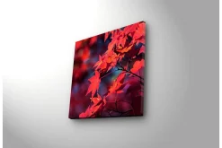 Lerretsbilde med LED-belysning 28x28 cm - Klart rødt lønneblad i høstfarger