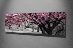 Lerretsbilde 80x30 cm - Blomstrende kirsebærtrær i svart-hvitt landskap