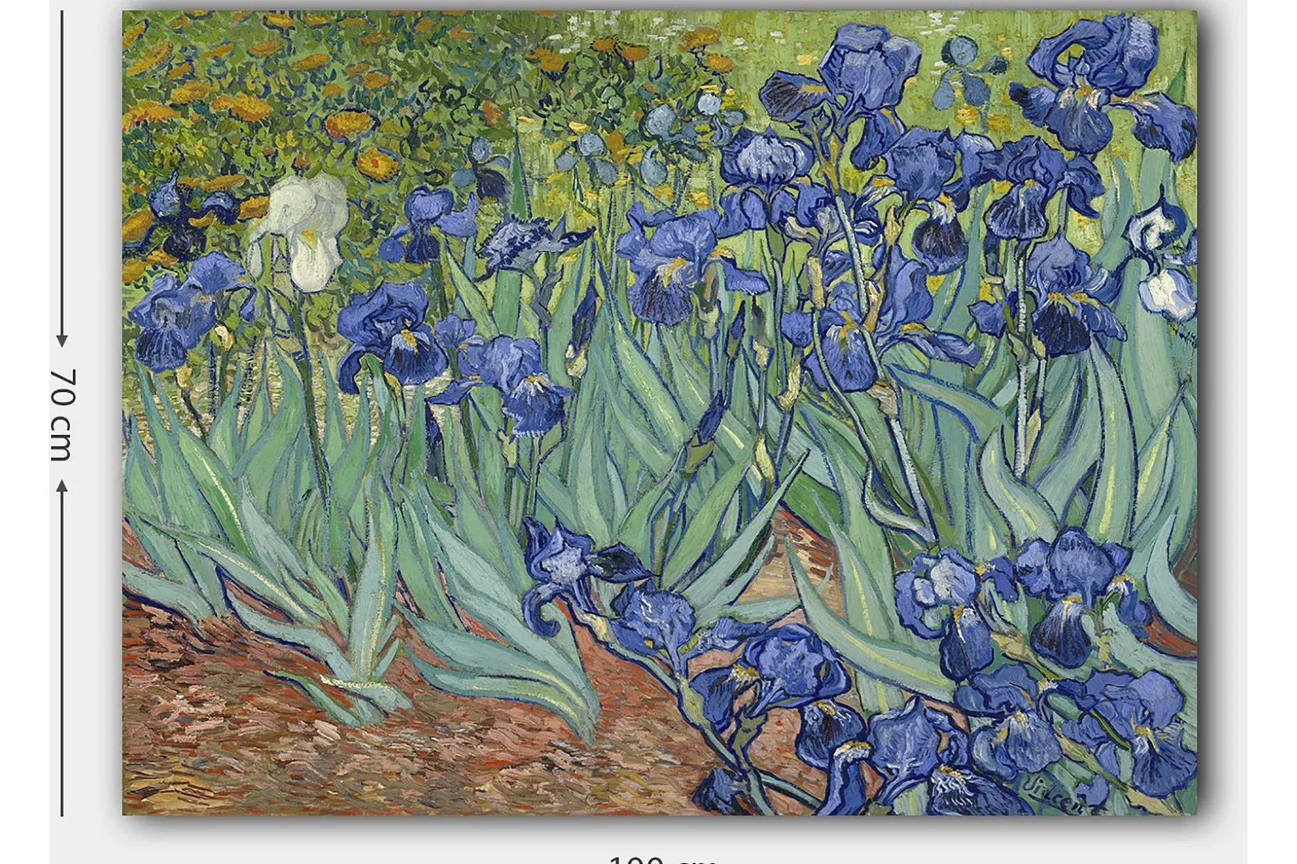 Lerretsbilde 70x100 cm - Fargerik samling av irisblomster i forskjellige blånyanser