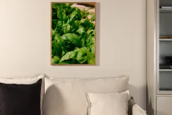 Plakat Green Leaf 70x100 cm