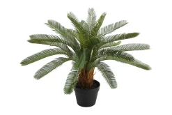 Plante CYCAS H70cm Med potte