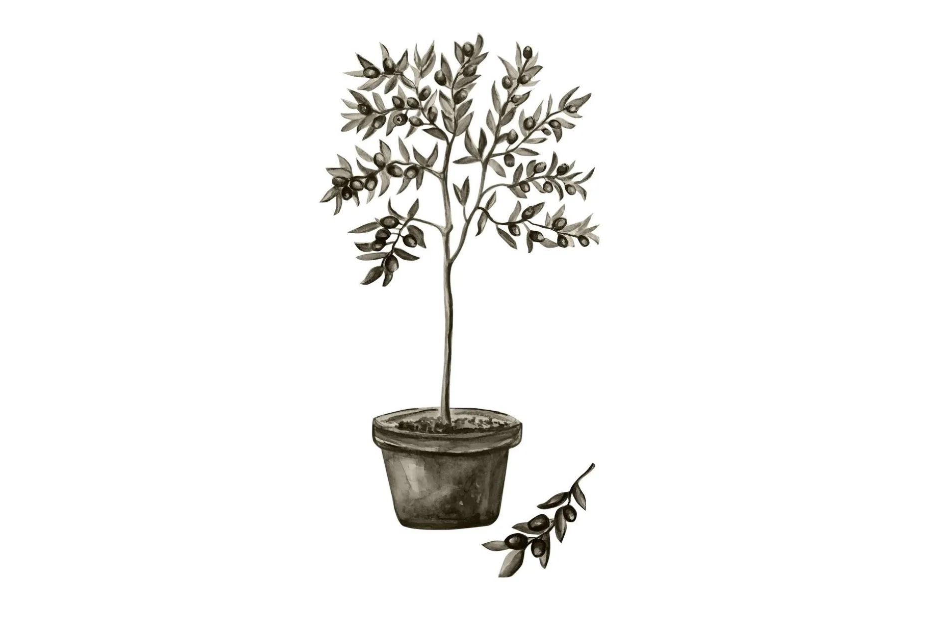 Poster Olive 21x30 cm