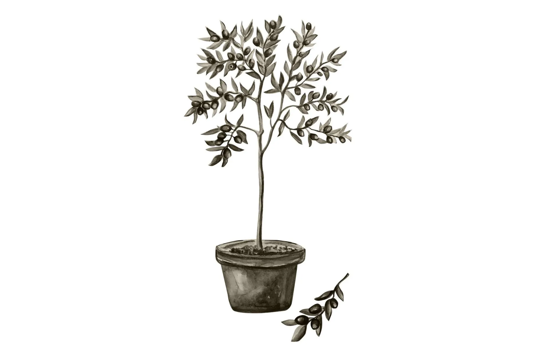 Poster Olive 30x40 cm