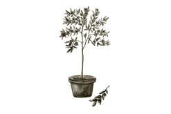 Poster Olive 50x70 cm