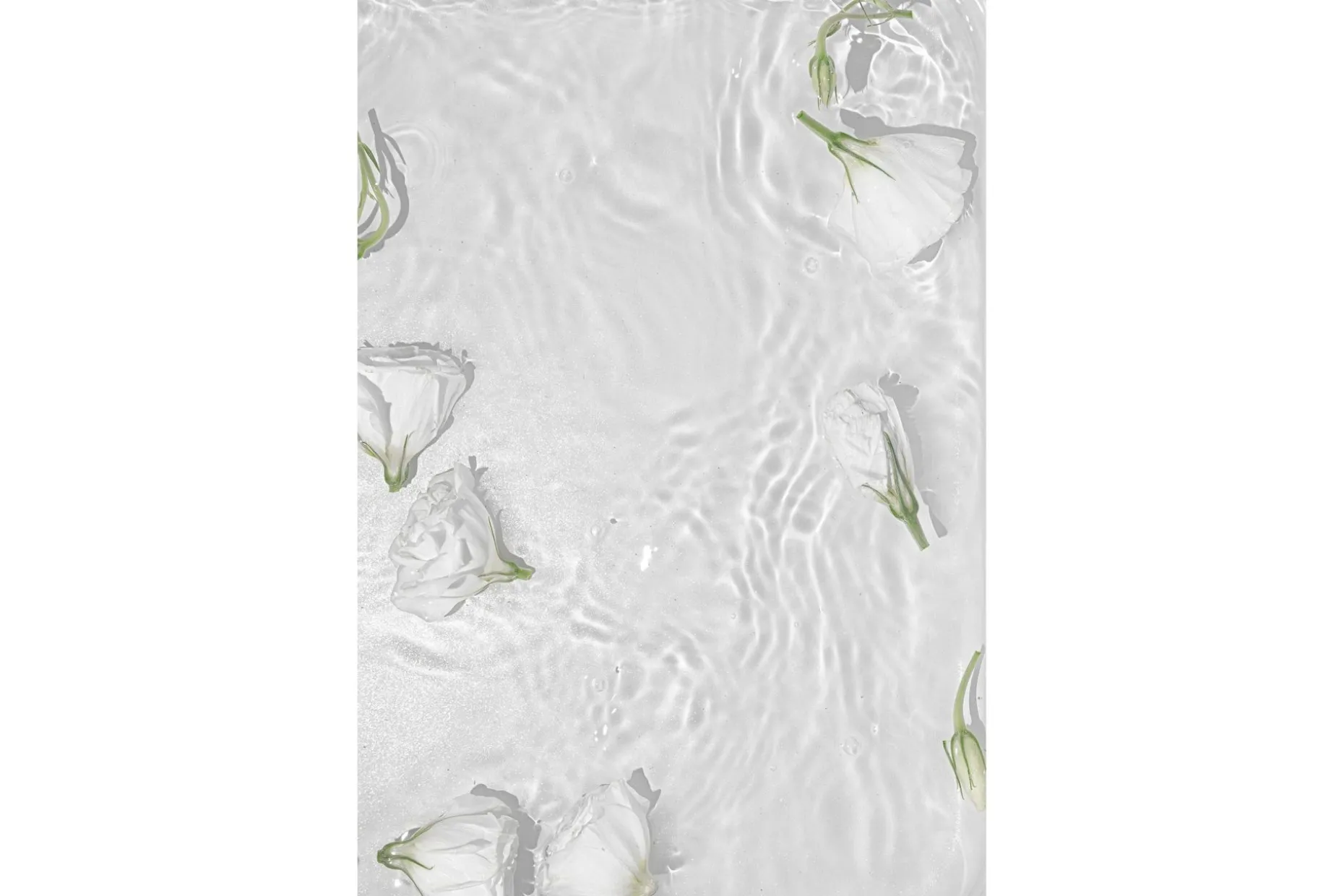 Poster White Roses 30x40 cm
