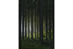 Poster Woods 21x30 cm