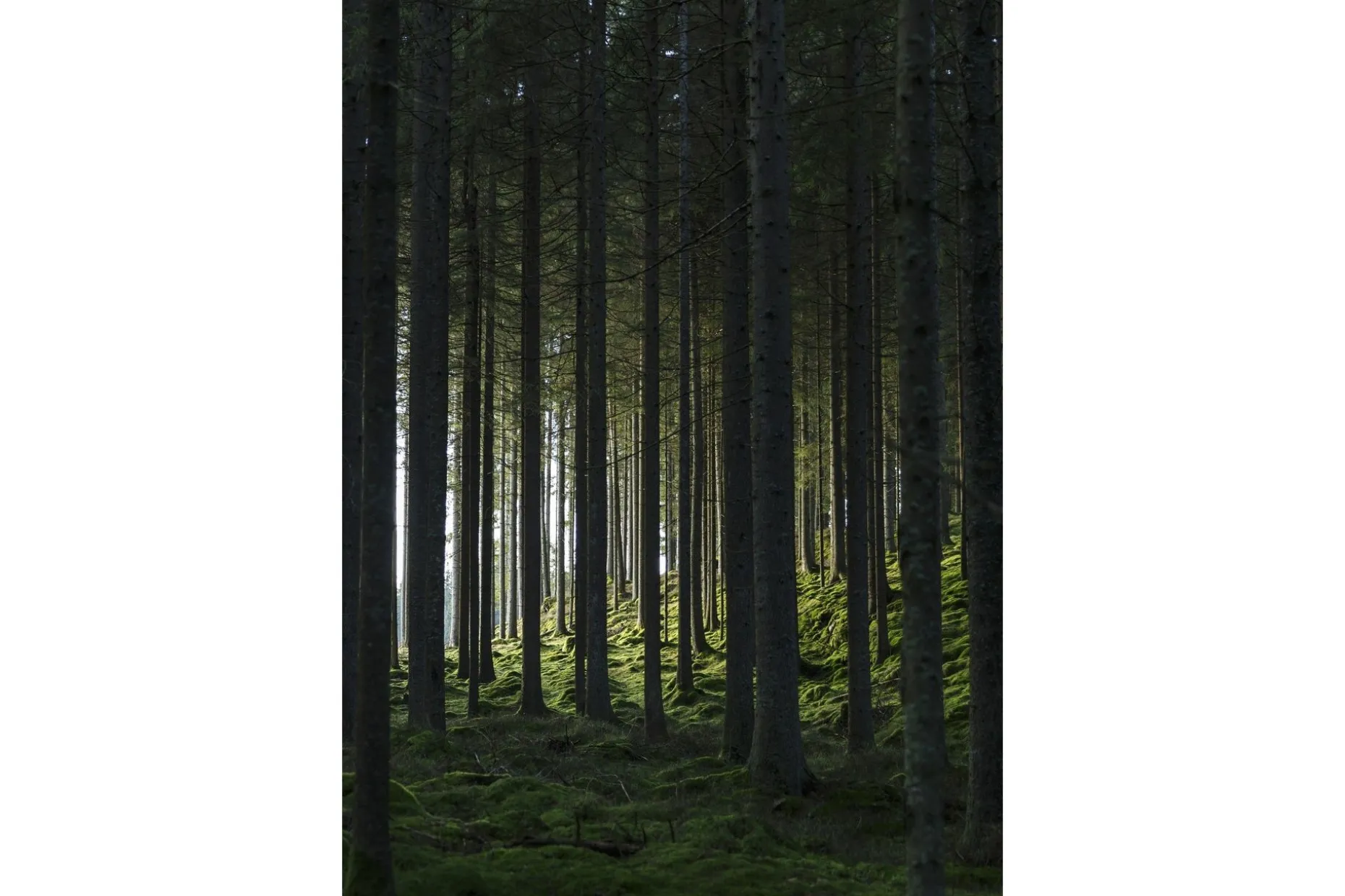 Poster Woods 21x30 cm